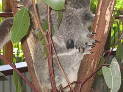 051 Kuranda Koala Gardens